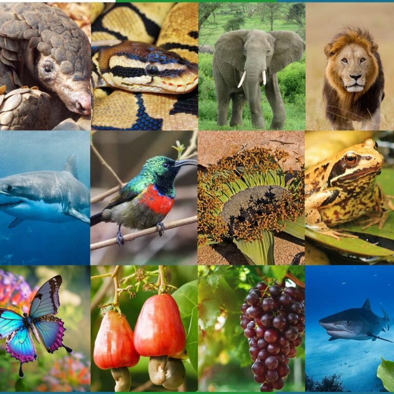 A Riqueza da Biodiversidade Angolana: Espécies em Risco e Esforços de Conservação
